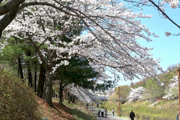 성남 벚꽃길 1경 (분당구 수내동)