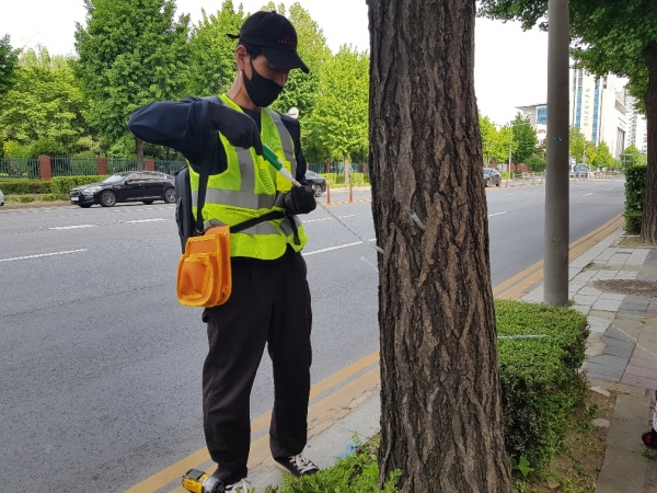 은행나무 수간주사
