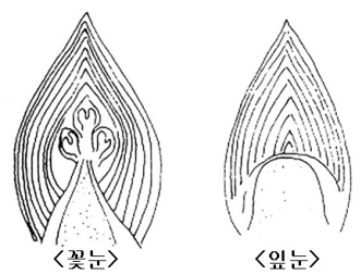 사과_꽃눈과 잎눈