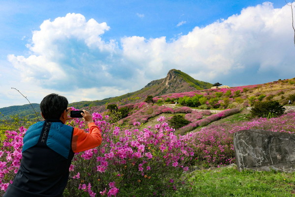 산청 황매산 철쭉 자료사진